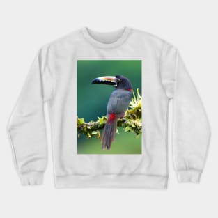 Collared Aracari - Costa Rica Crewneck Sweatshirt